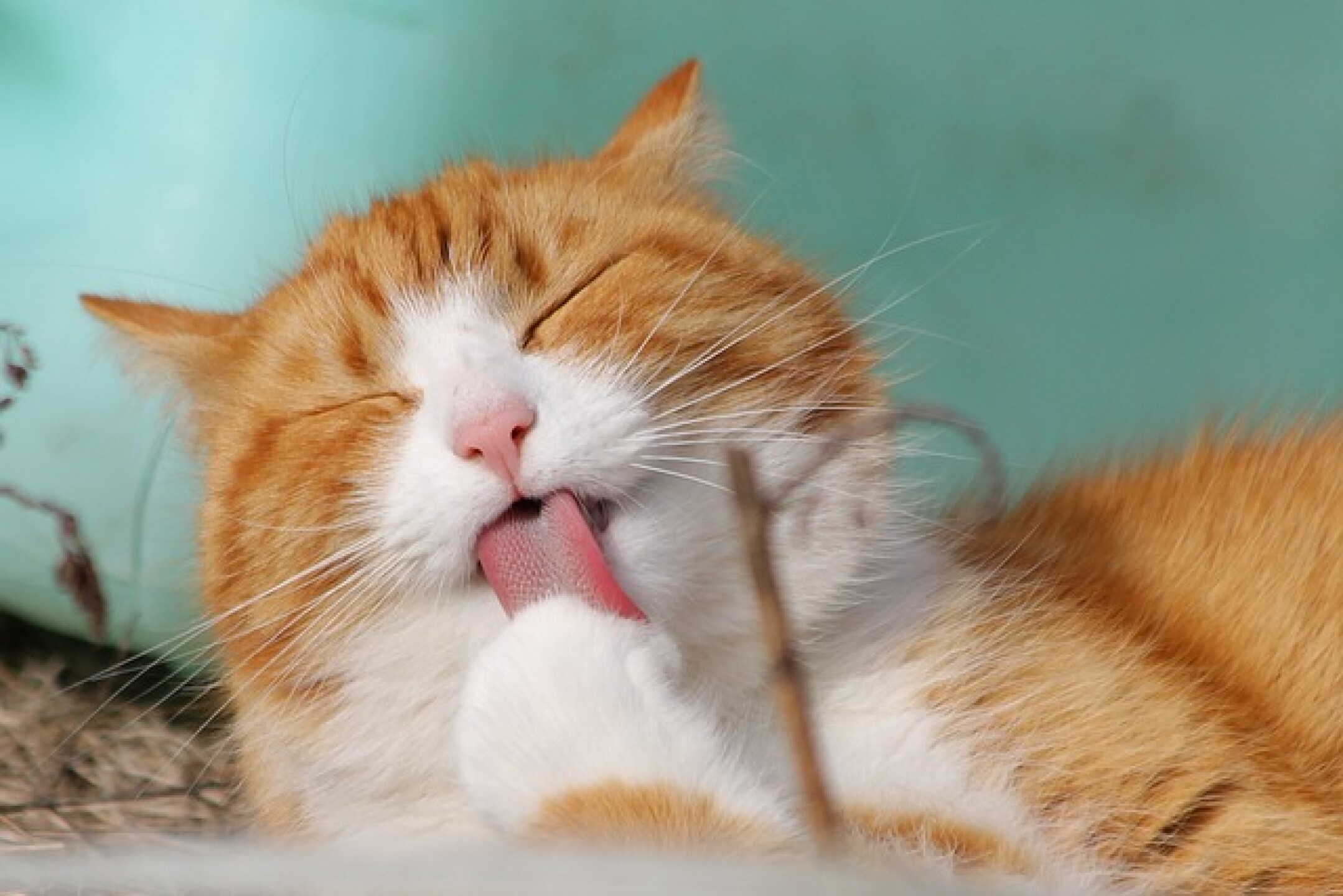 Gato comida