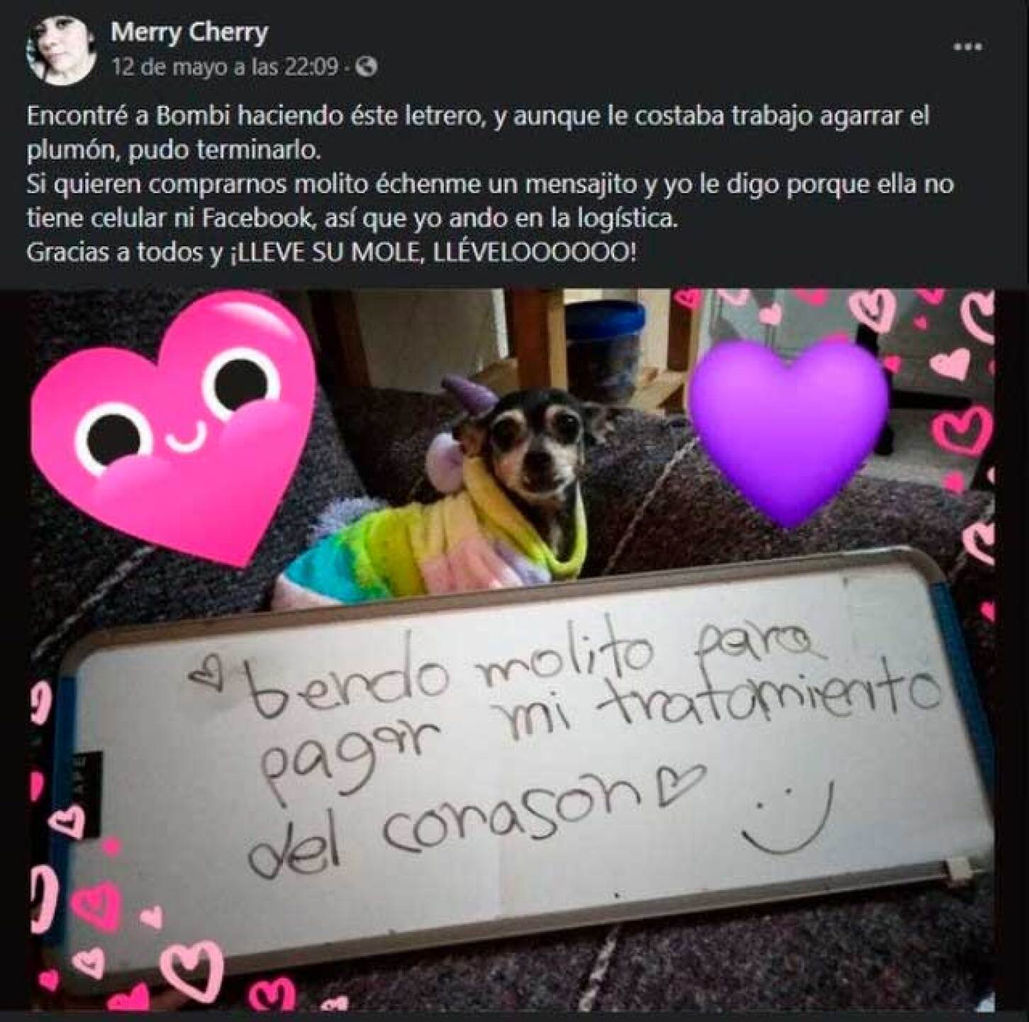 Perrita pide ayuda a los internautas