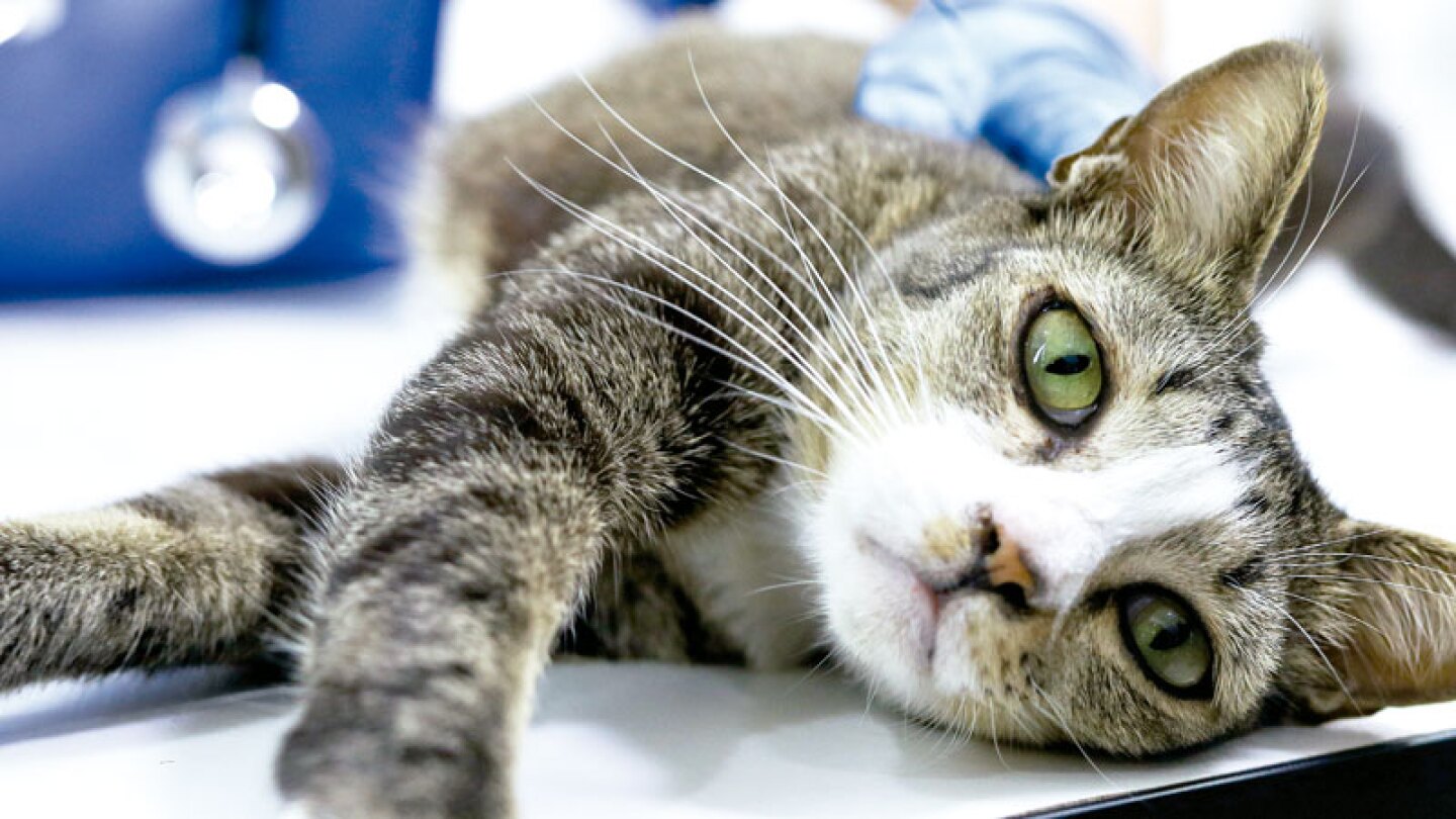 Gato diabetes síntomas