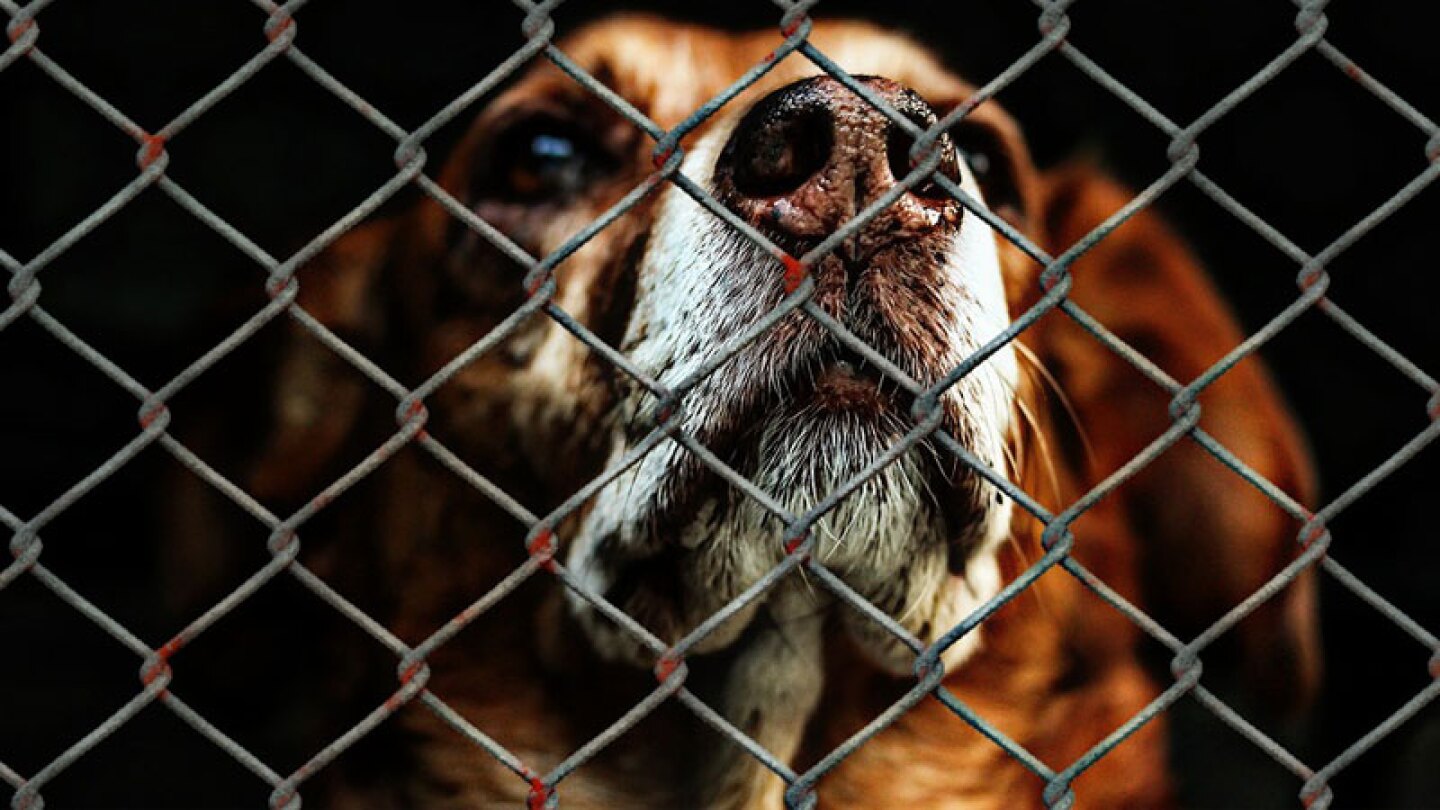 Un perro fue arrestado junto a sus dueños por robar un bazar