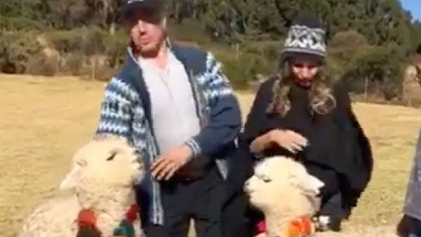 Sergio Mayer es atacado por una alpaca al tratar de tomarse una foto.