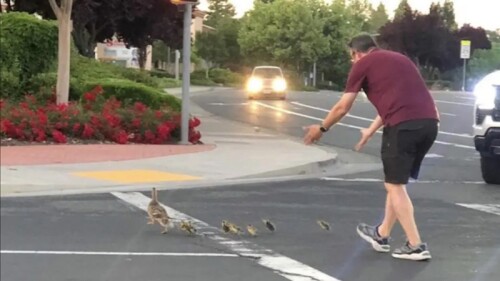Hombre salvando a una familia de patos muere atropellado
