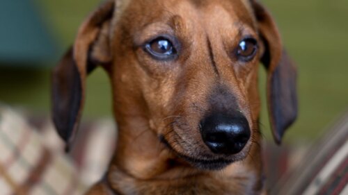 Detienen a joven por arrojar a perrita desde un quinto piso en la Narvarte