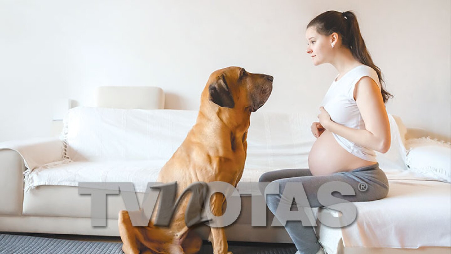 Tips para educar a tu perrito durante tu embarazo 