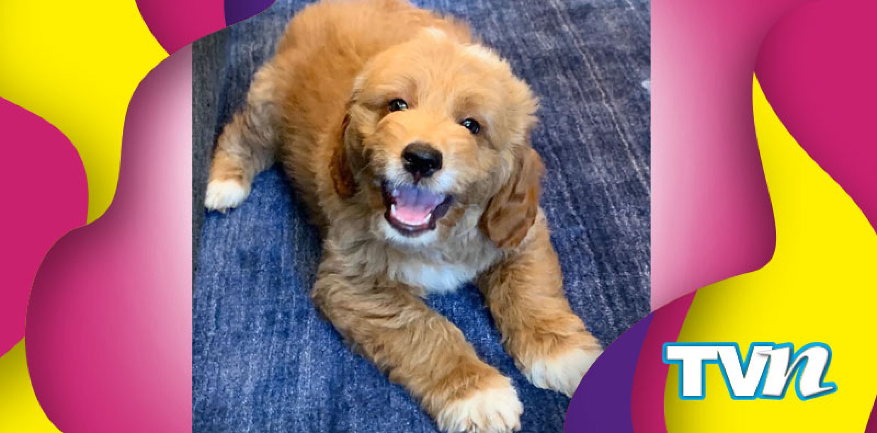 jlo alex rodriguez perro