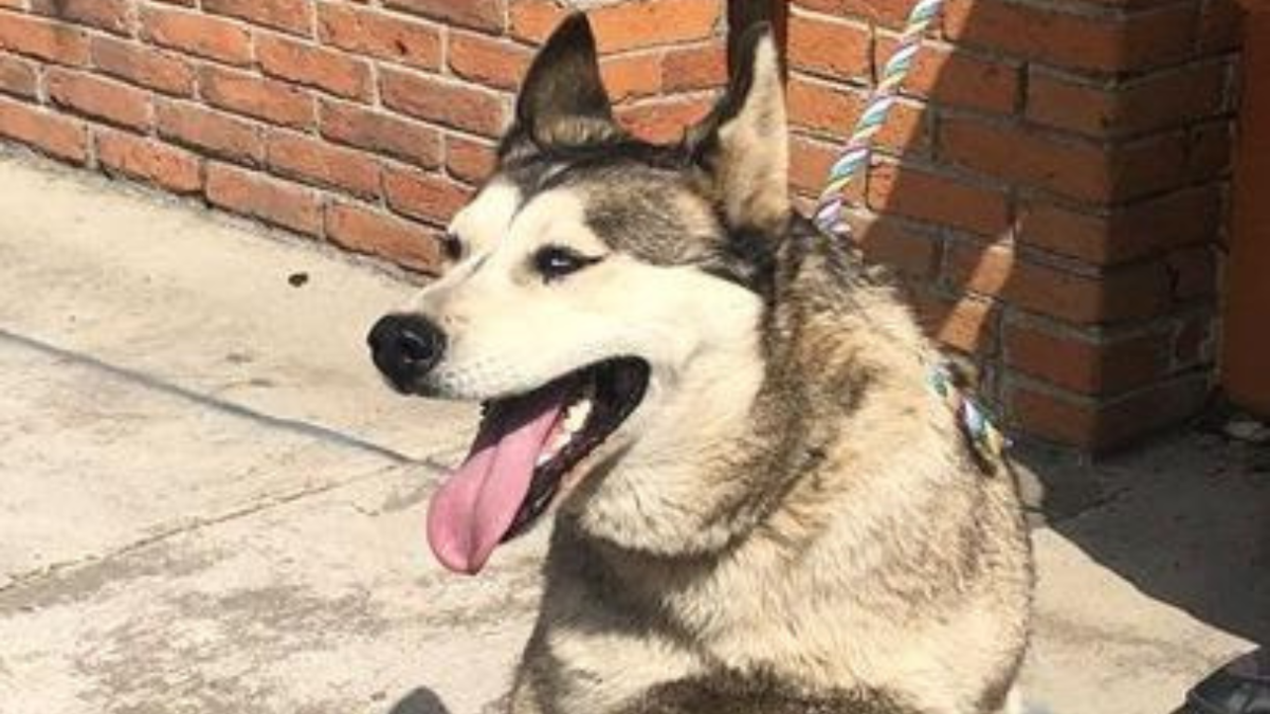 Perro rescatado en el Estado de México