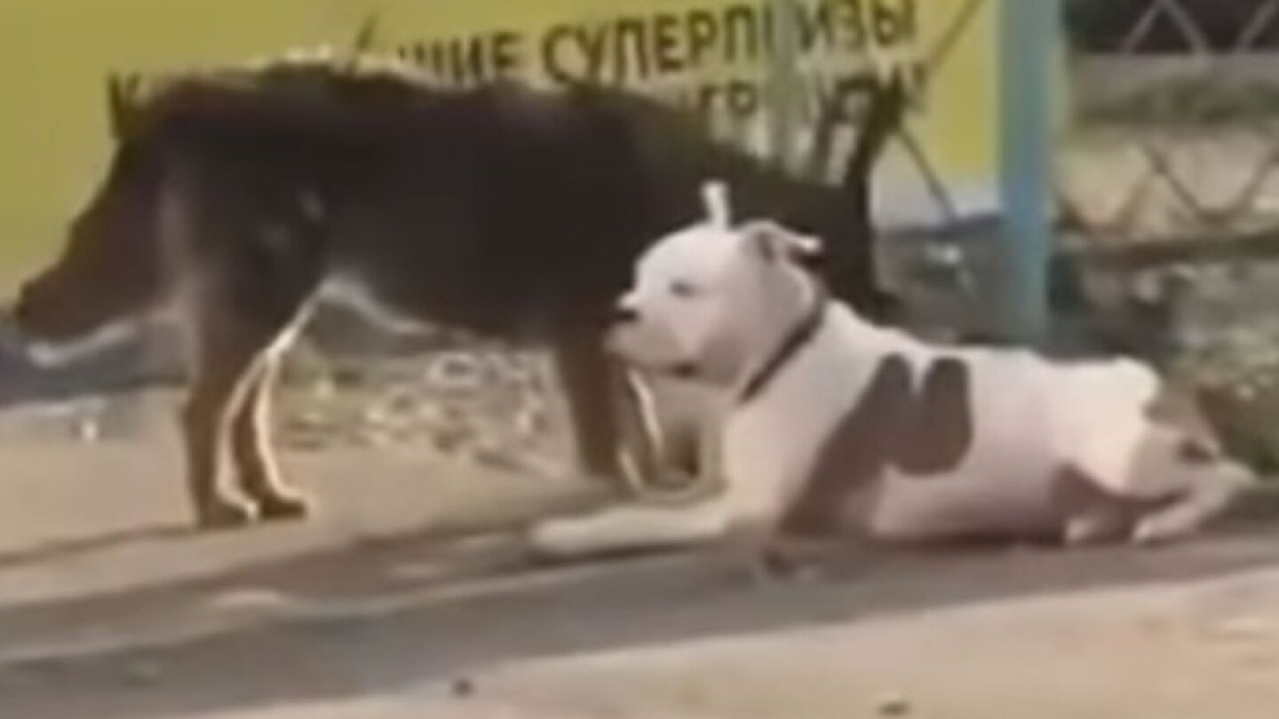 El canino quería un amigo para poder divertirse y los vecinos grabaron su travesura