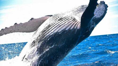 Encuentran ballena muerta con 22 kilos de plástico en su estómago