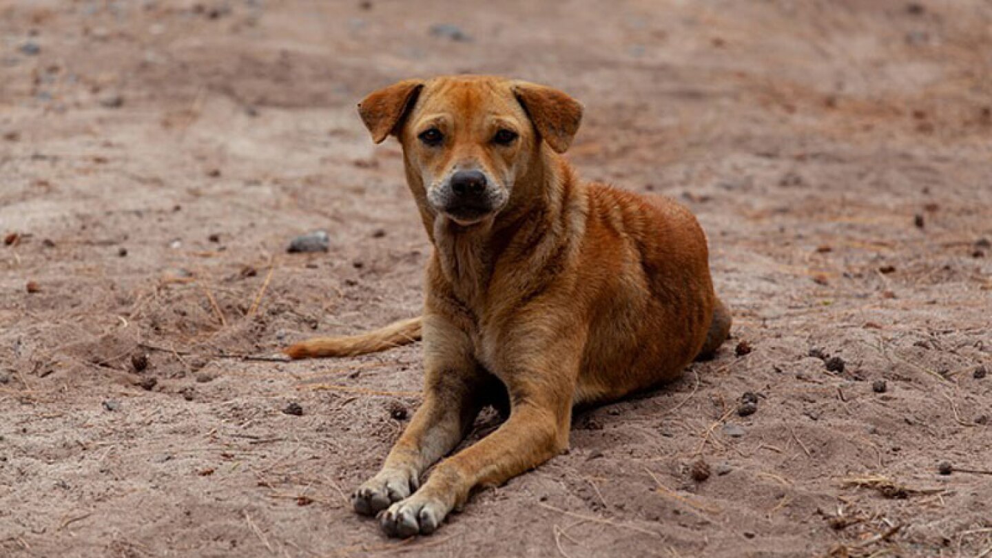 Ricardo Monreal es quien va ha proponer esta iniciativa para castigar el maltrato animal 