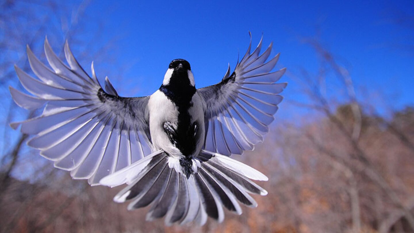 pajaros muertos europa
