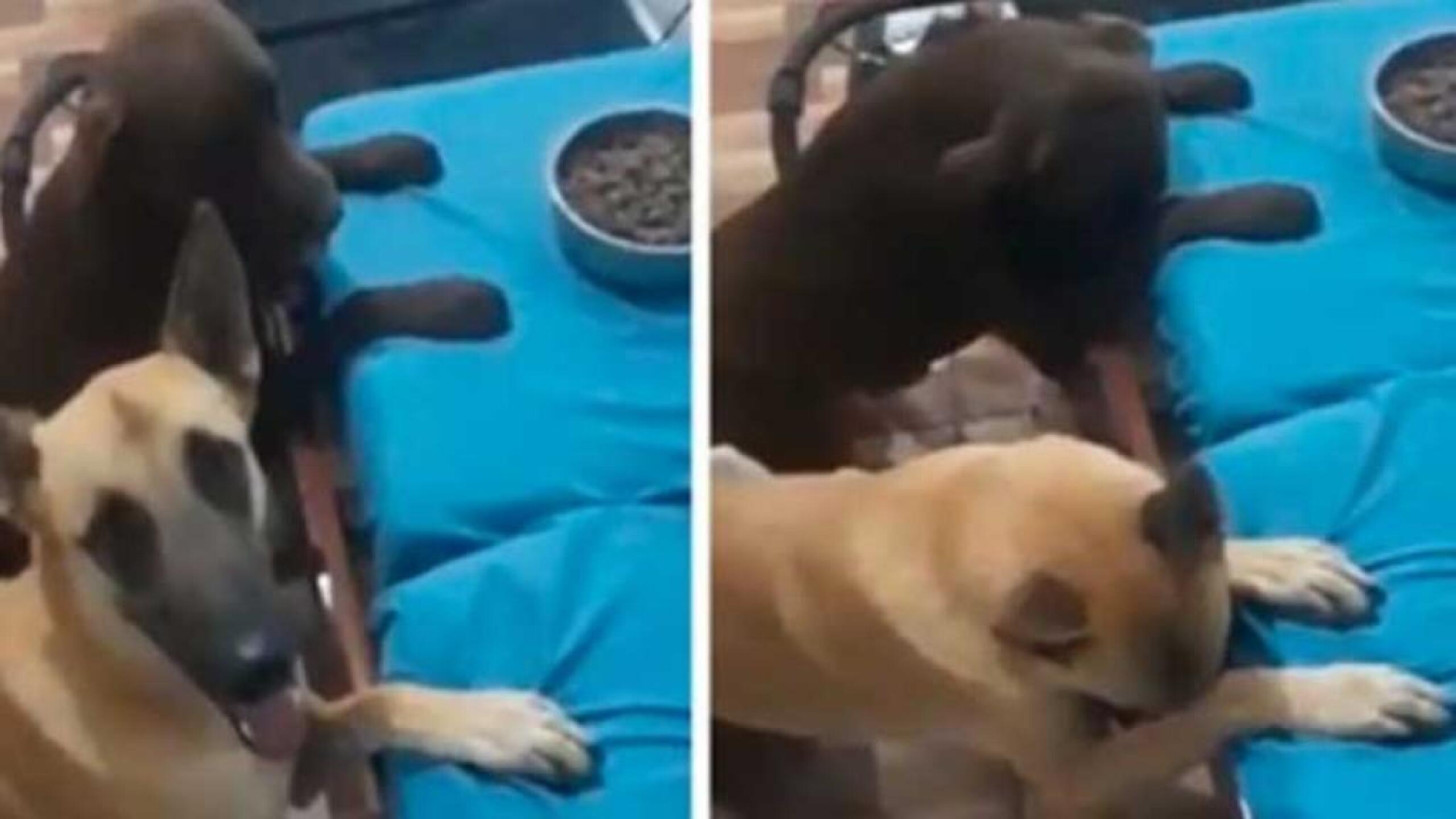 El perro es el mejor amigo del hombre