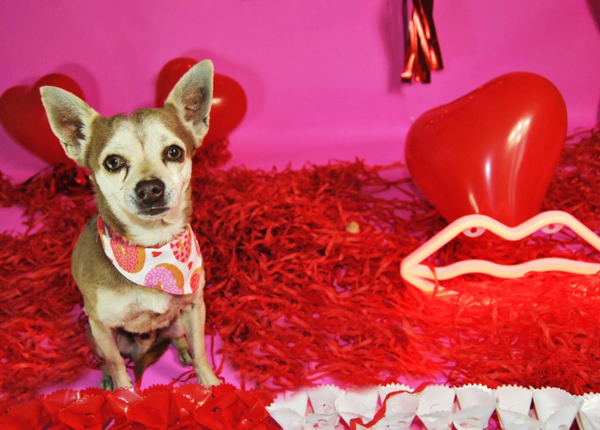 Ferny Graciano, mejor conocida como FernyNator, cose paliacates para perro para en un futuro poner una fundación y rescatar a muchos perritos.