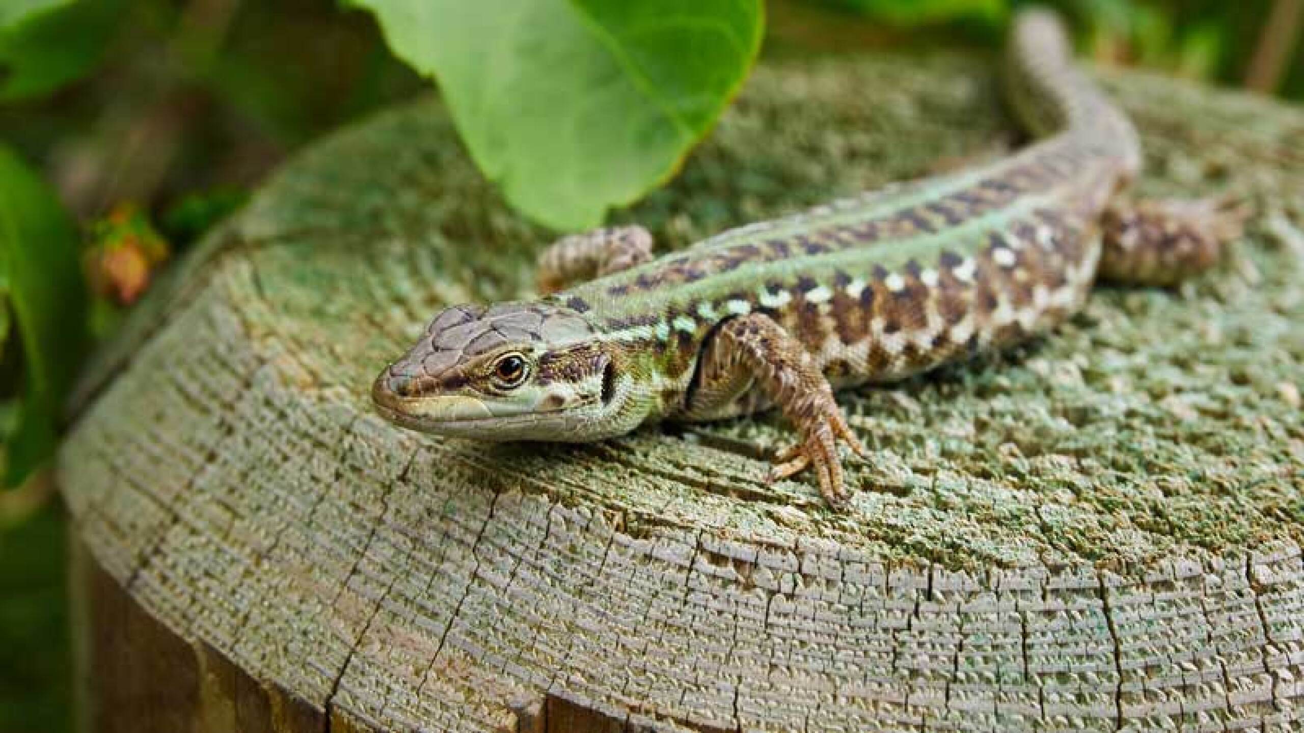 Existen geckos que tienen hasta medio metro.