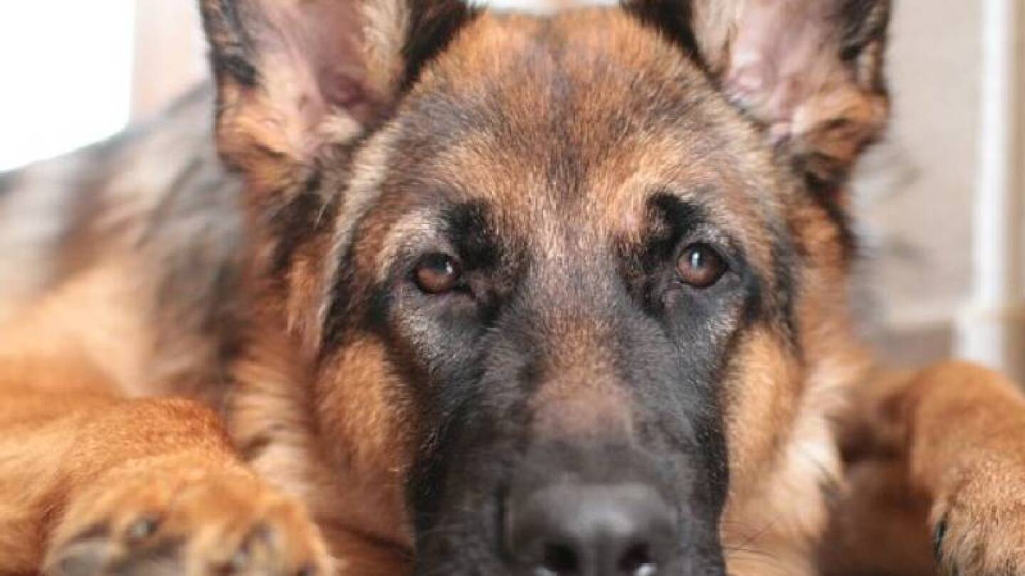 Perrita llorando