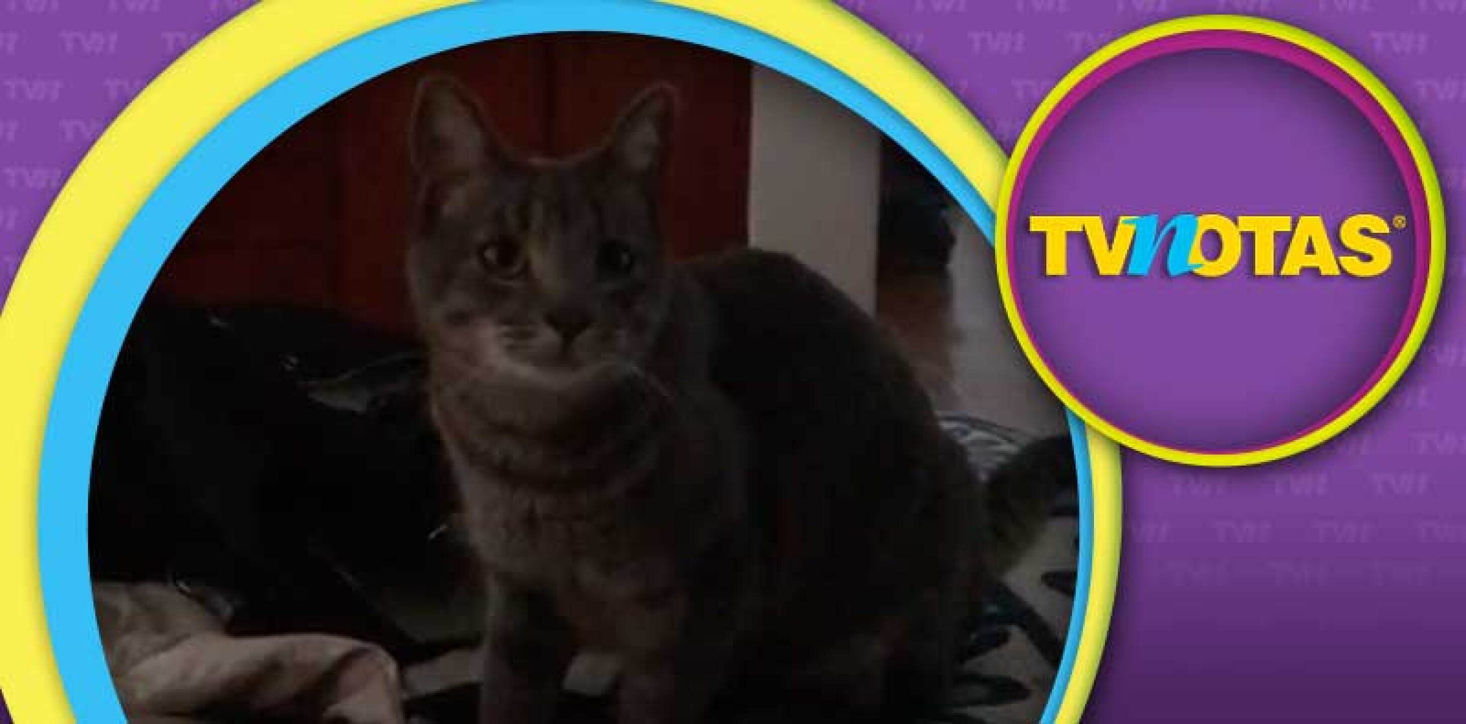 El gato disfruta de ir tras objetos en movimiento.