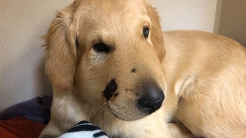 Perro arriesga su vida para salvar a su ama