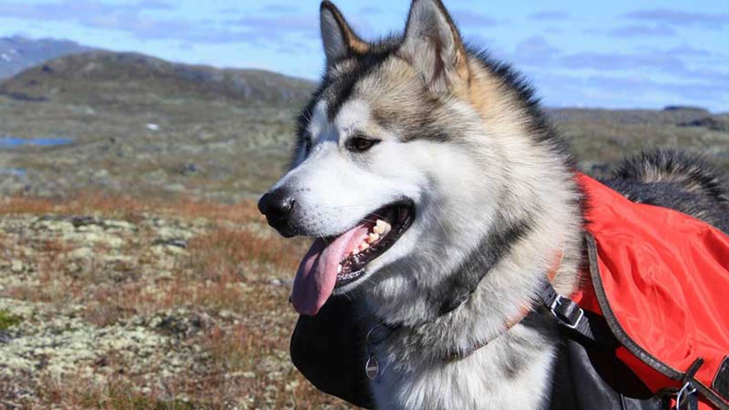 Perrito se convierte en héroe tras darle calor a su amo y que no muriera de hipotermia.