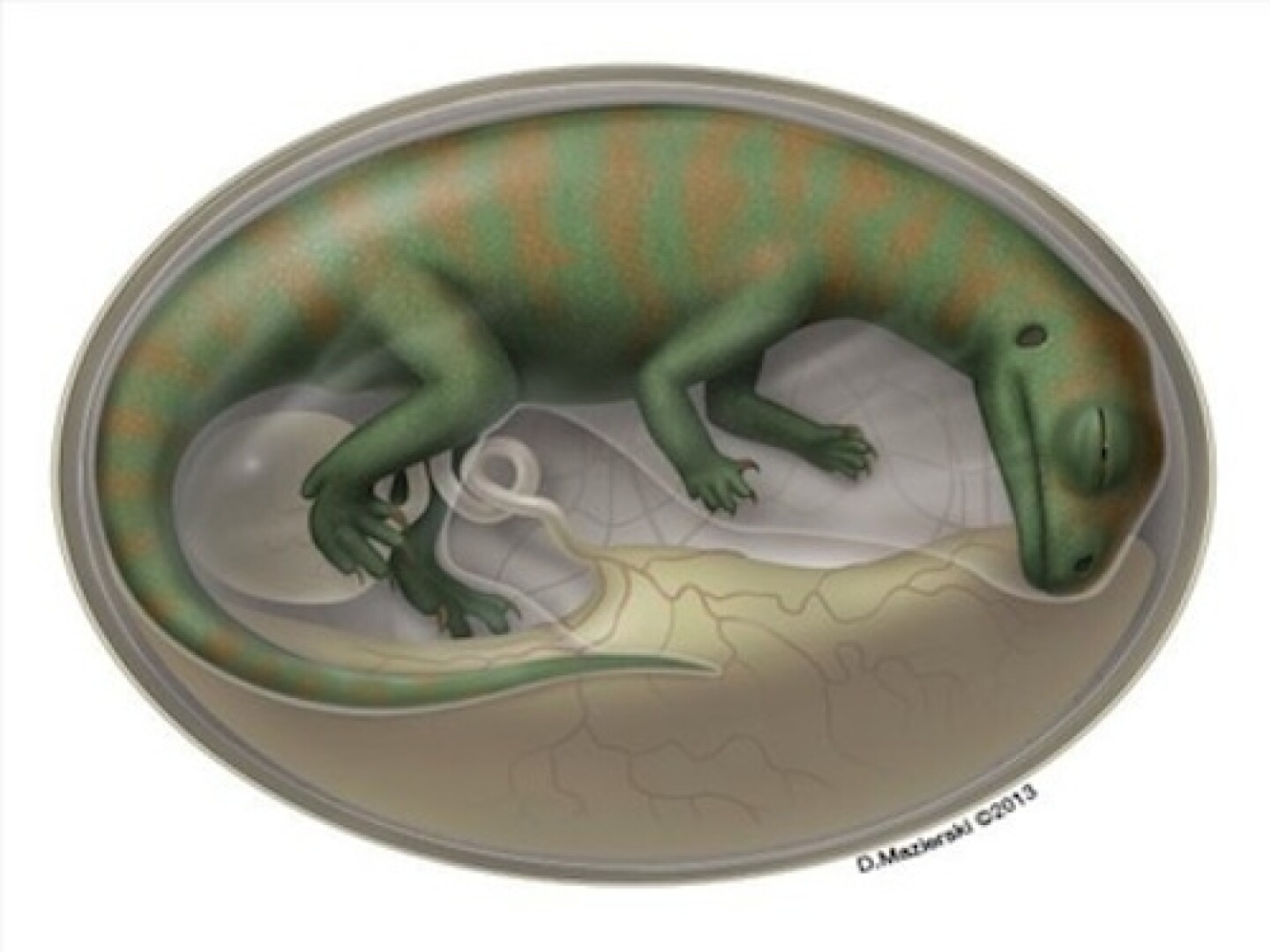 Descubren embriones en China de dinosaurios que datan de 190 millones de años.