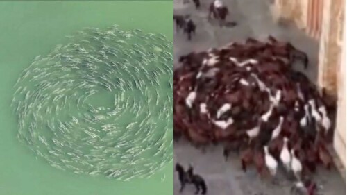 ¿Será el fin del mundo? Animales caminando en círculos genera histeria en internautas