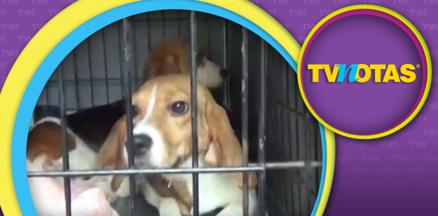 38 Beagles usados para experimentos fueron rescatados.