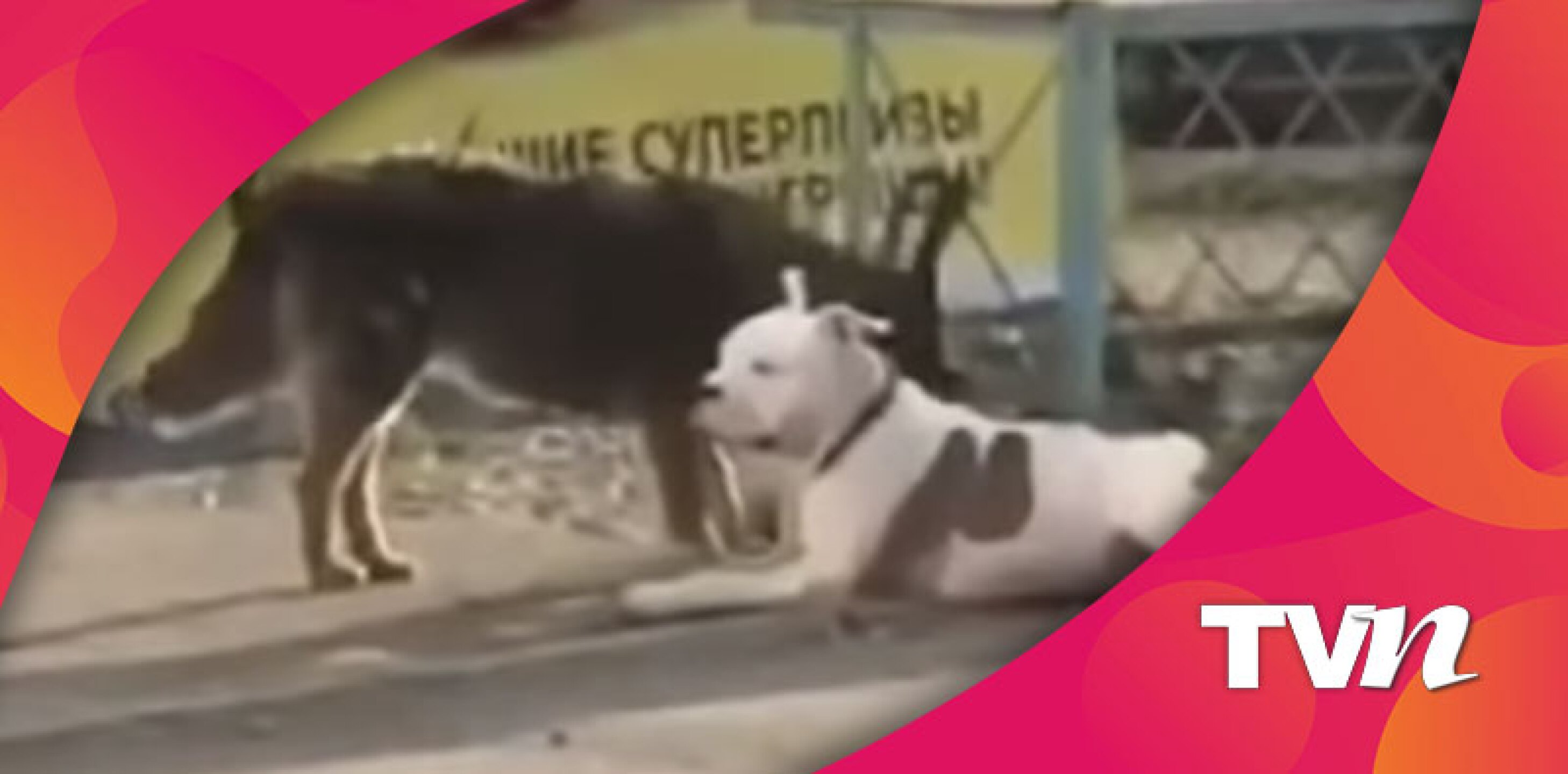 YouTube: Latest Videos