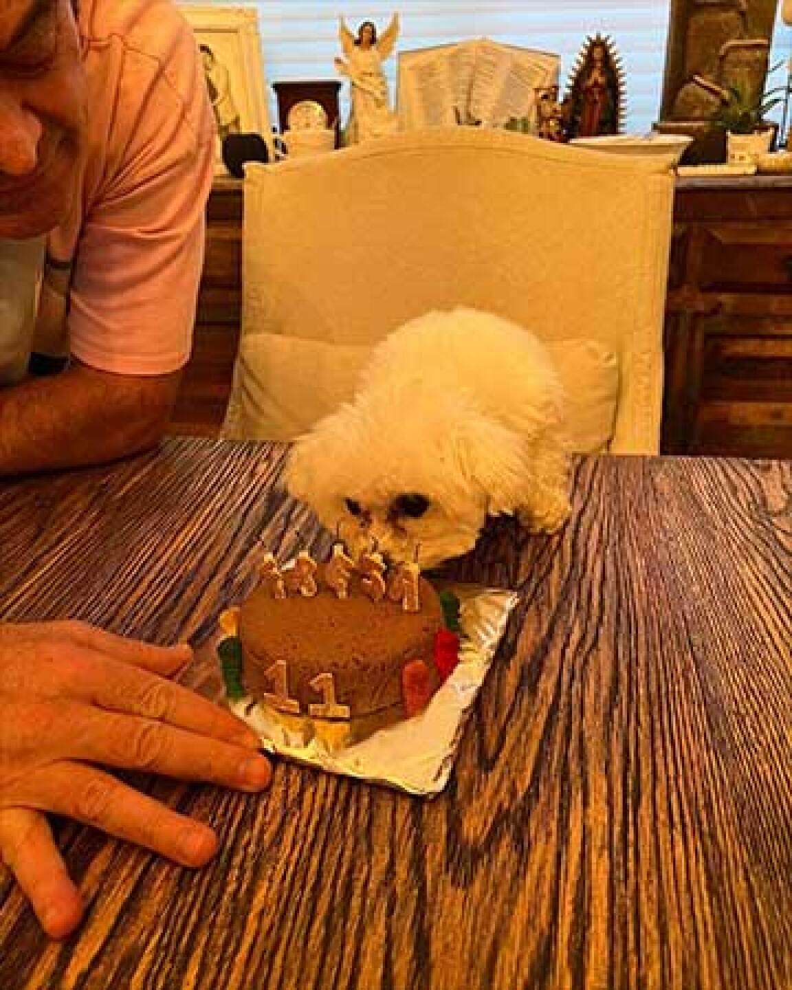 La tierna perrita disfrutó mucho su pastel de pan con gomitas