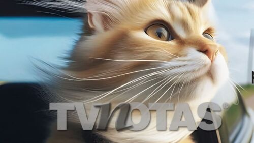 Gatos de paseo- De peludos