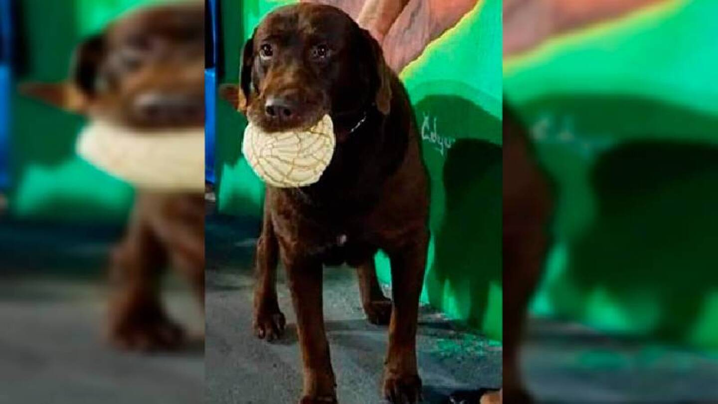 Perro conchas