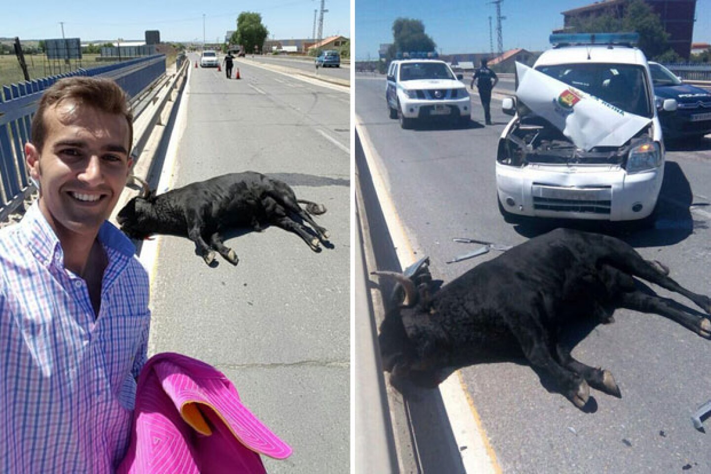 Torero se hizo una selfie con toro que murió atropellado.