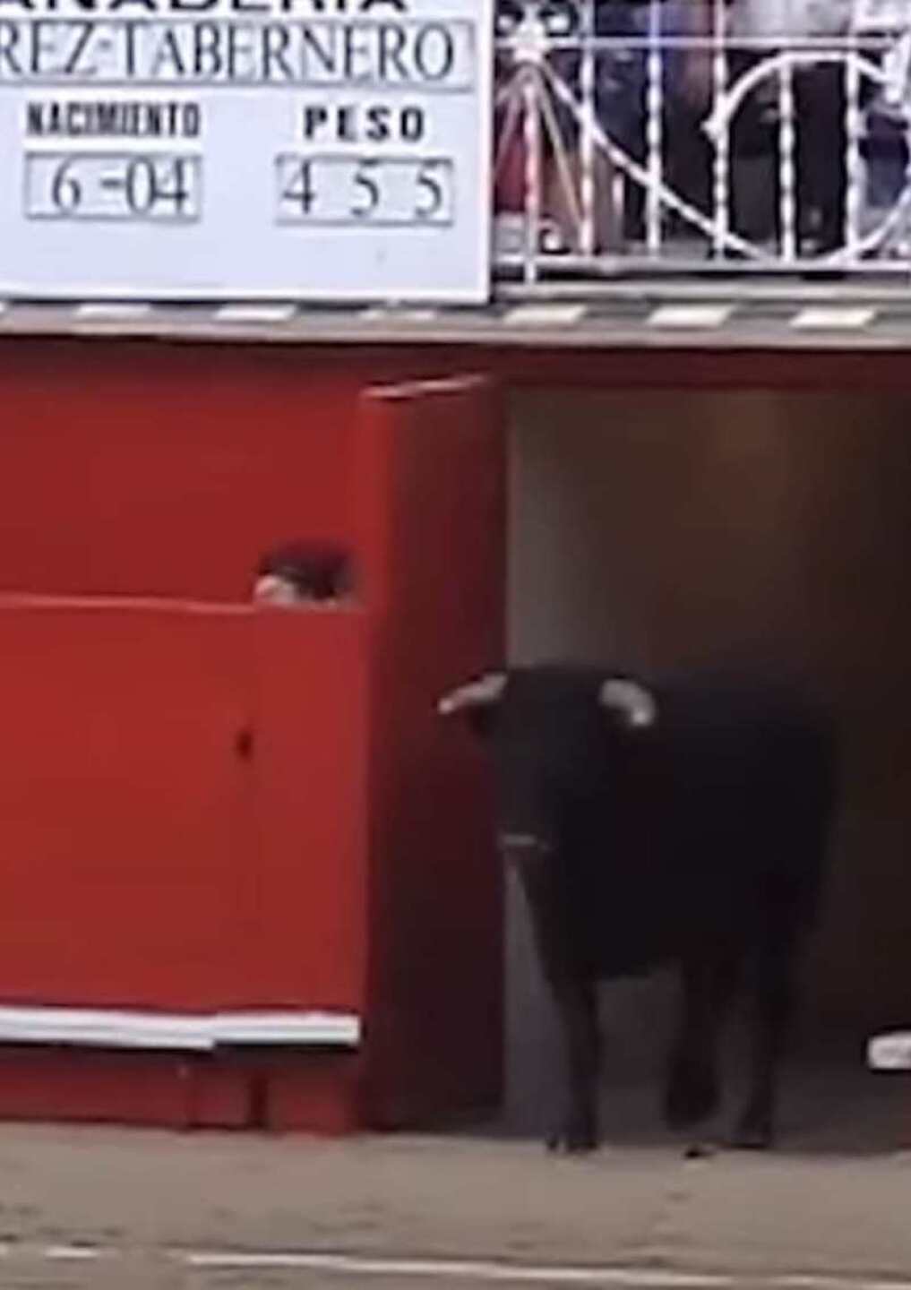 Mostraron el dolor de los toros y la confusión que pueden sentir en dicho momento.