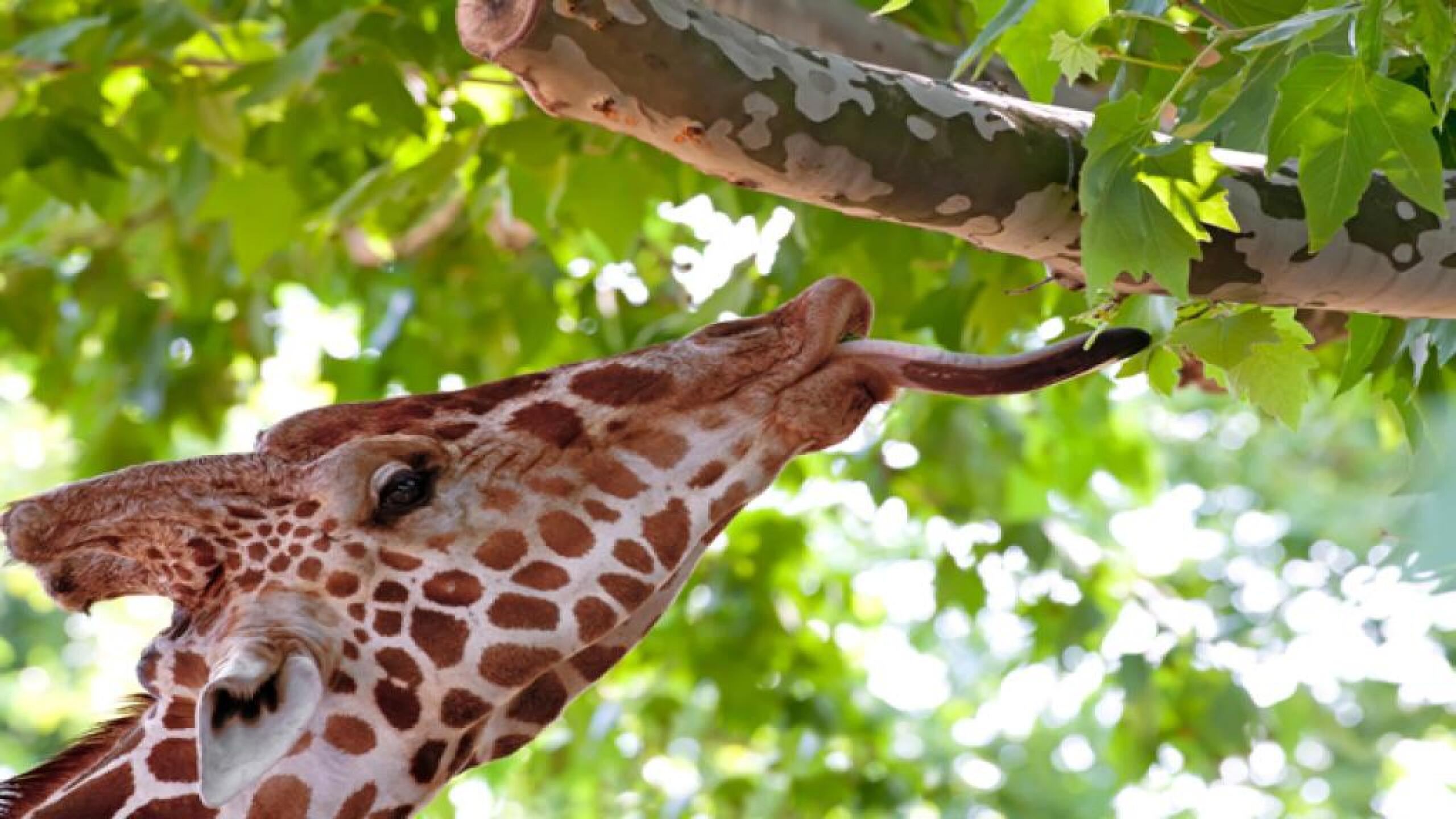 Es el segundo nacimiento del año de la especie en Chapultepec.