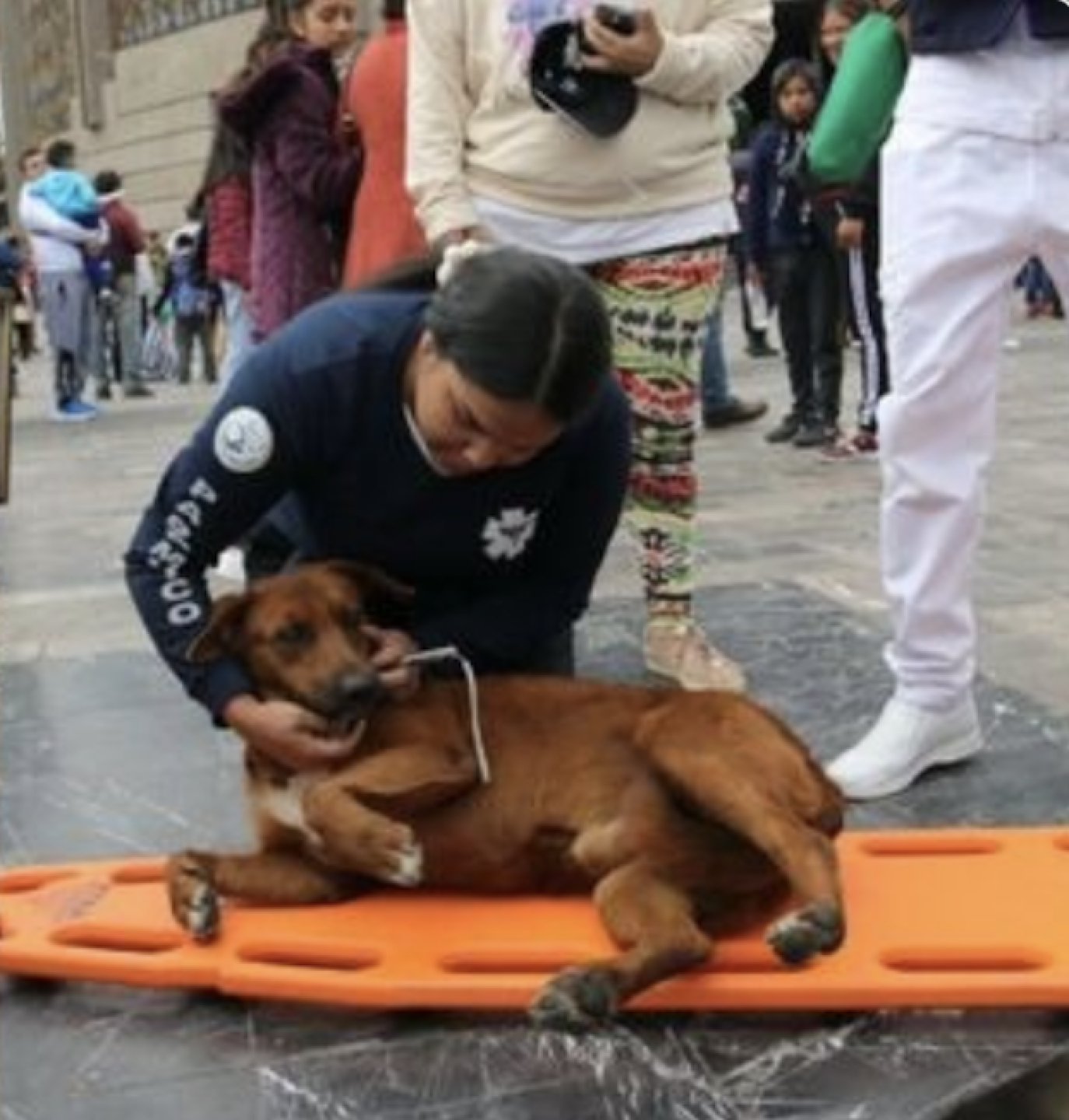 Perro peregrino en camilla