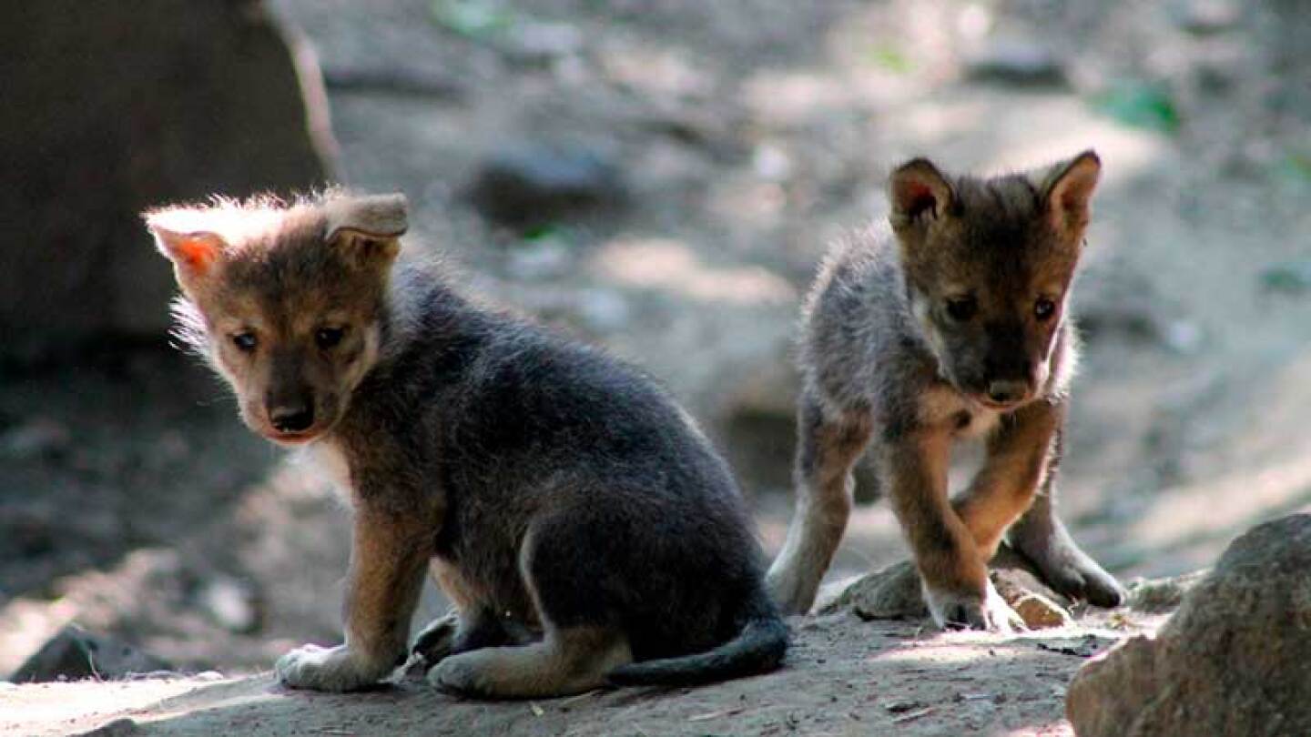 SEDEMA anuncia nacimiento de cachorros de lobo mexicano