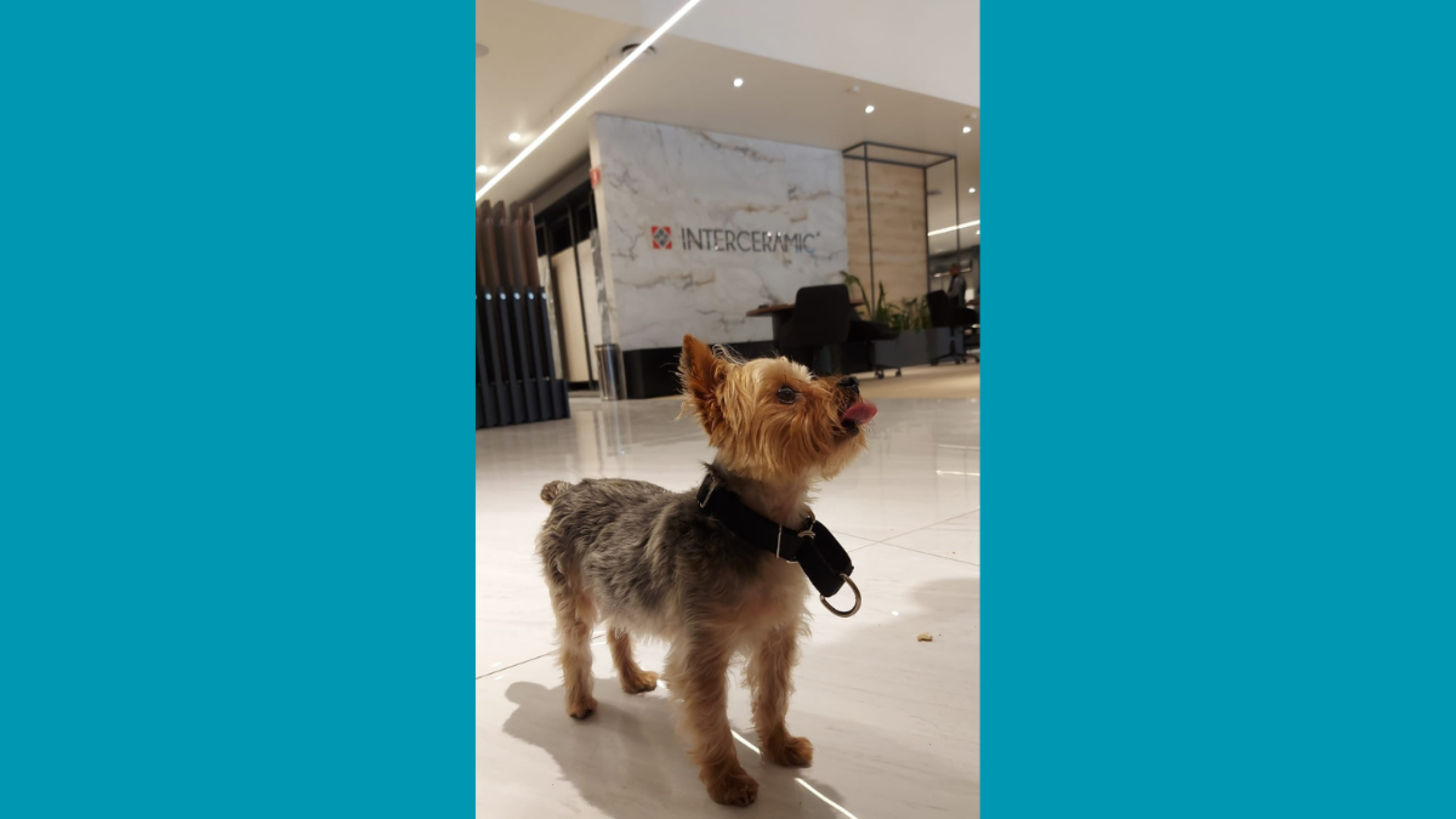 Taller de snacks para perro Interceramic