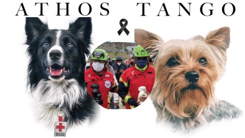Arranca en Querétaro el primer juicio por el asesinato de perritos rescatistas Athos y Tango