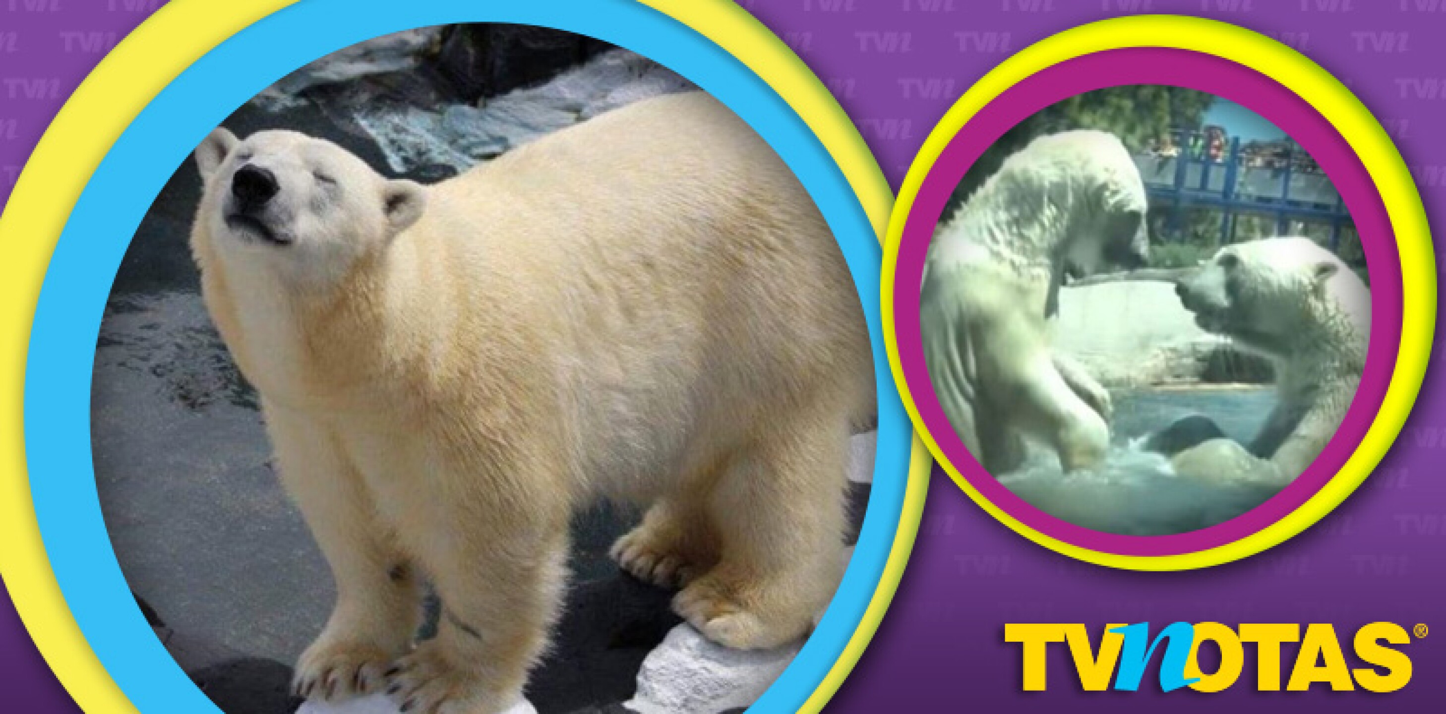 Fallece osa polar debido al dolor que le causó quedarse sola