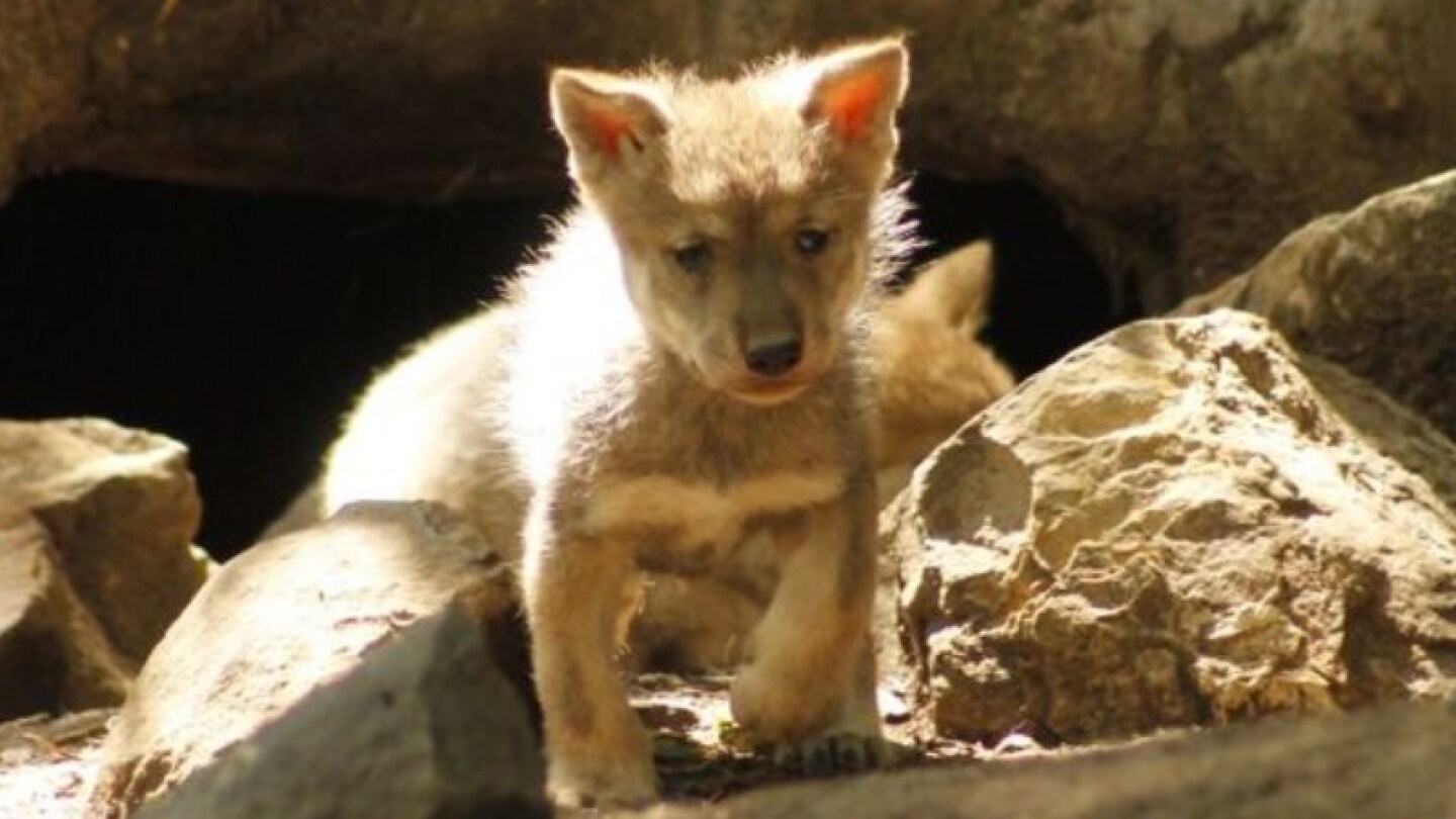 Lobeznos mexicanos  Zoológico de Chapultepec