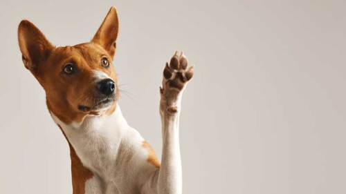 Perrito que proteje a su dueño de los regaños de su padre... ¡se vuelve la sensación!