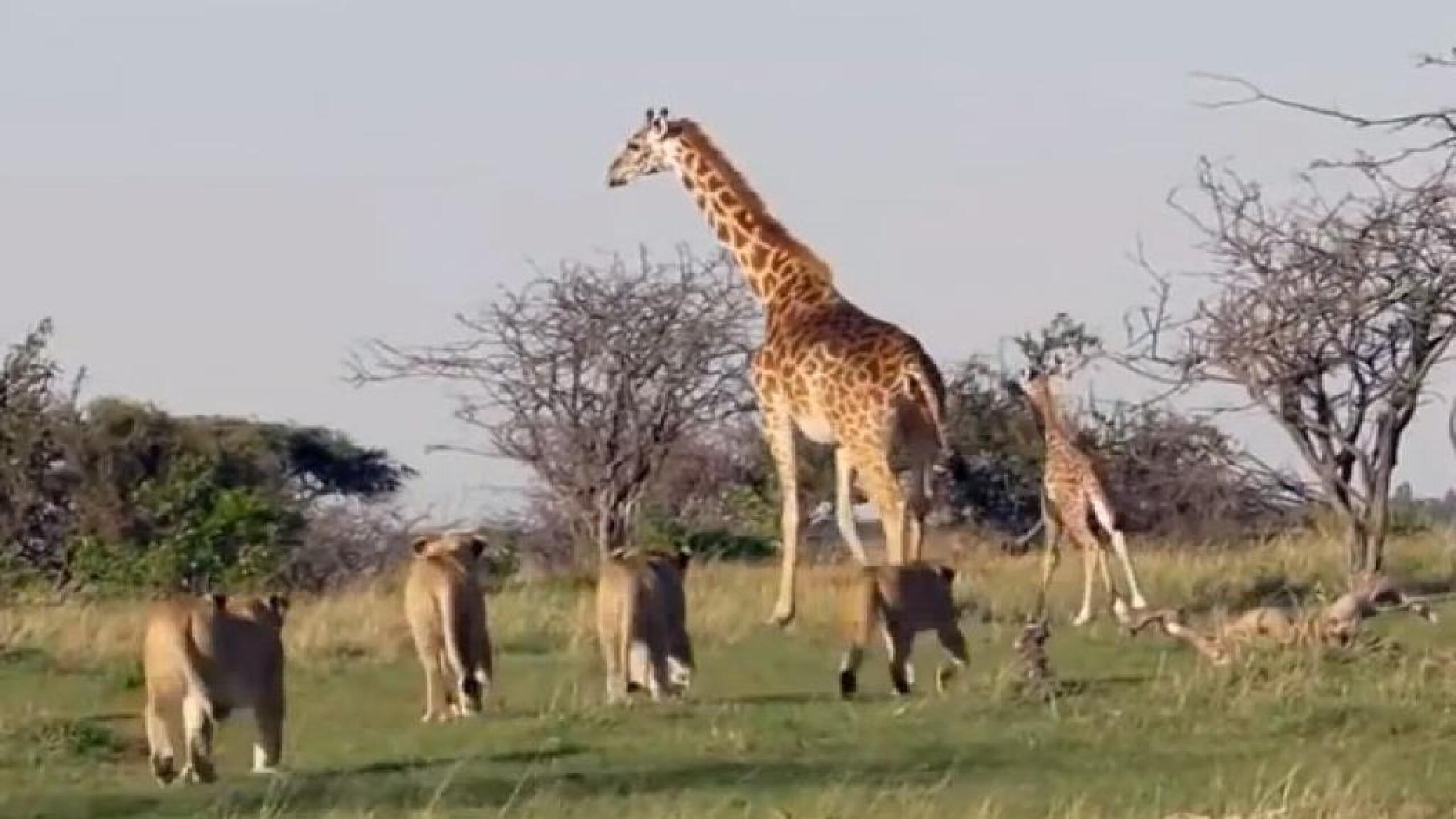 Es el segundo nacimiento del año de la especie en Chapultepec.