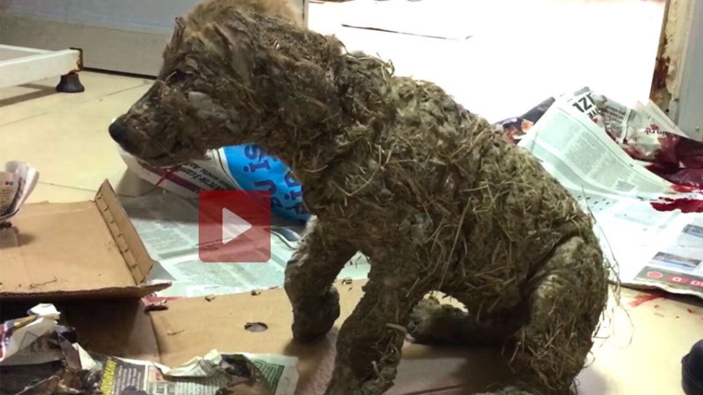 Perrito atacado por niños queda inmóvil luego de ser bañado en pegamento.