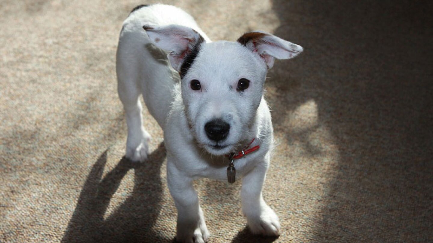 Perrito Jack Russell n.