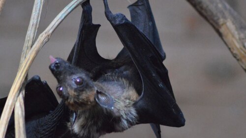 Venden más murciélago en China