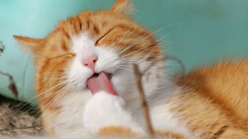 Cumpleaños del gato más viejo del mundo