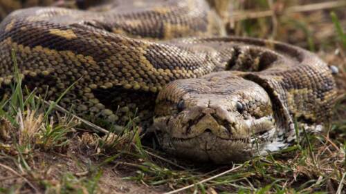 Pitón devora a mujer en Indonesia y la sacaron de su estómago