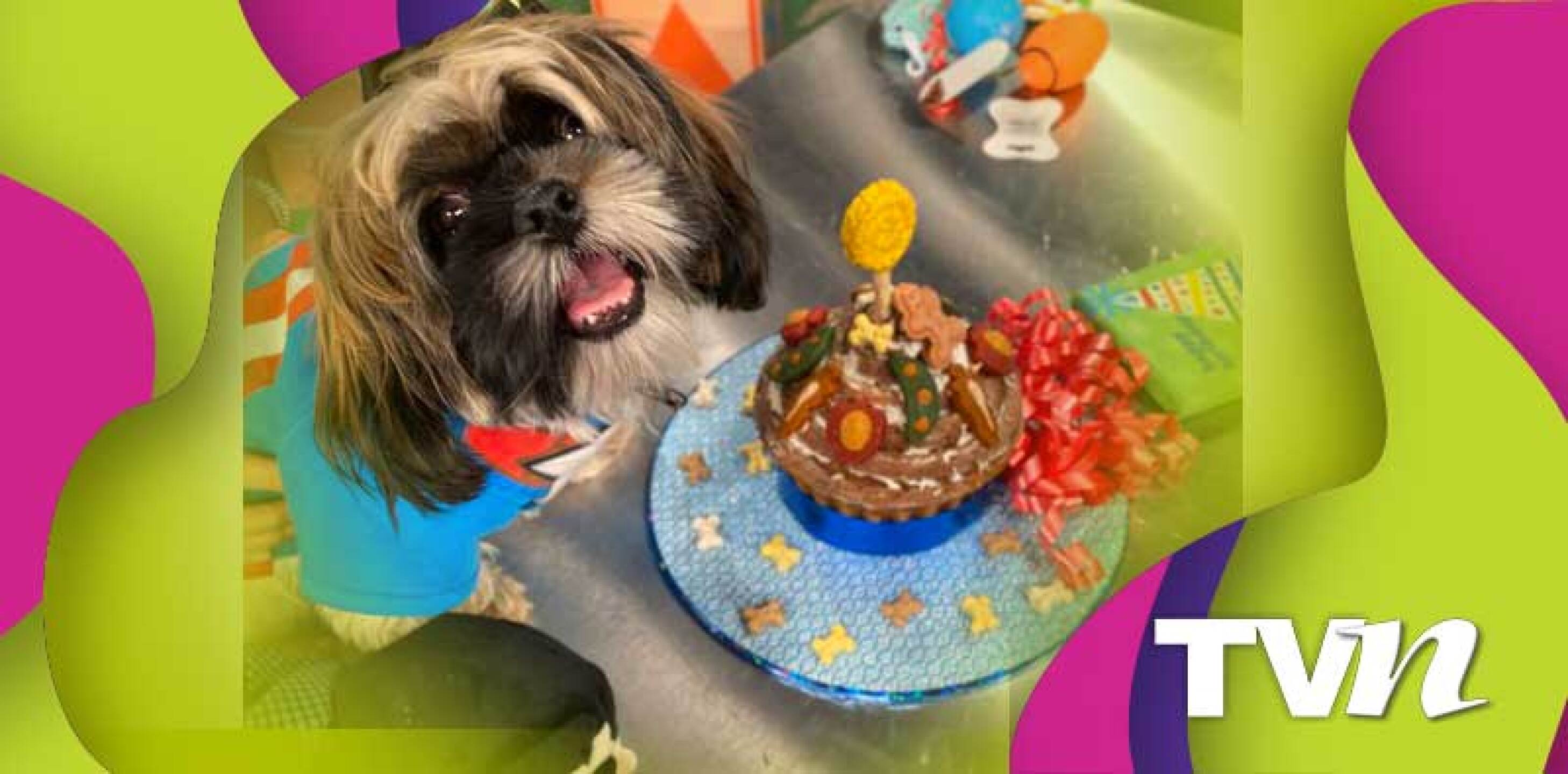 perrito venga la alegría