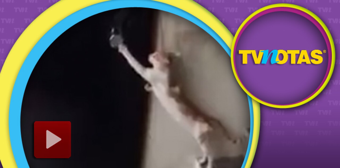 Gato se vuelve viral en redes ¡por tocar la puerta para entrar a casa!
