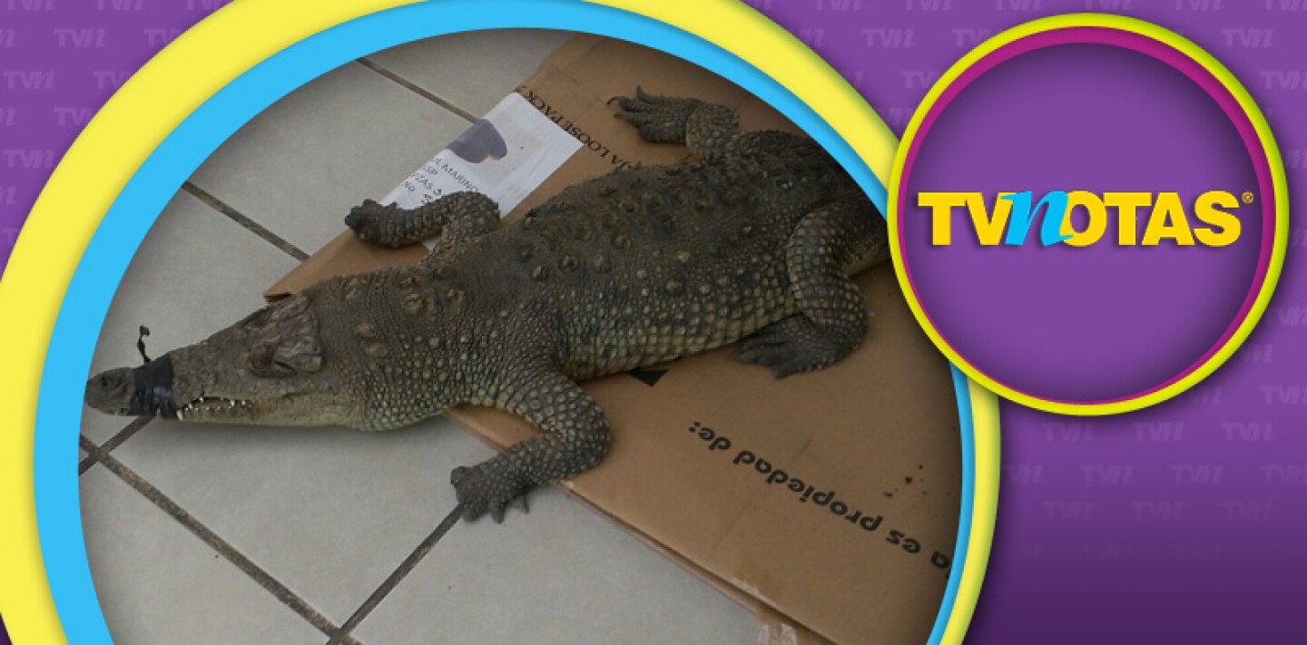 Después de curar sus lesiones el cocodrilo de Coyoacán será puesto en libertad.