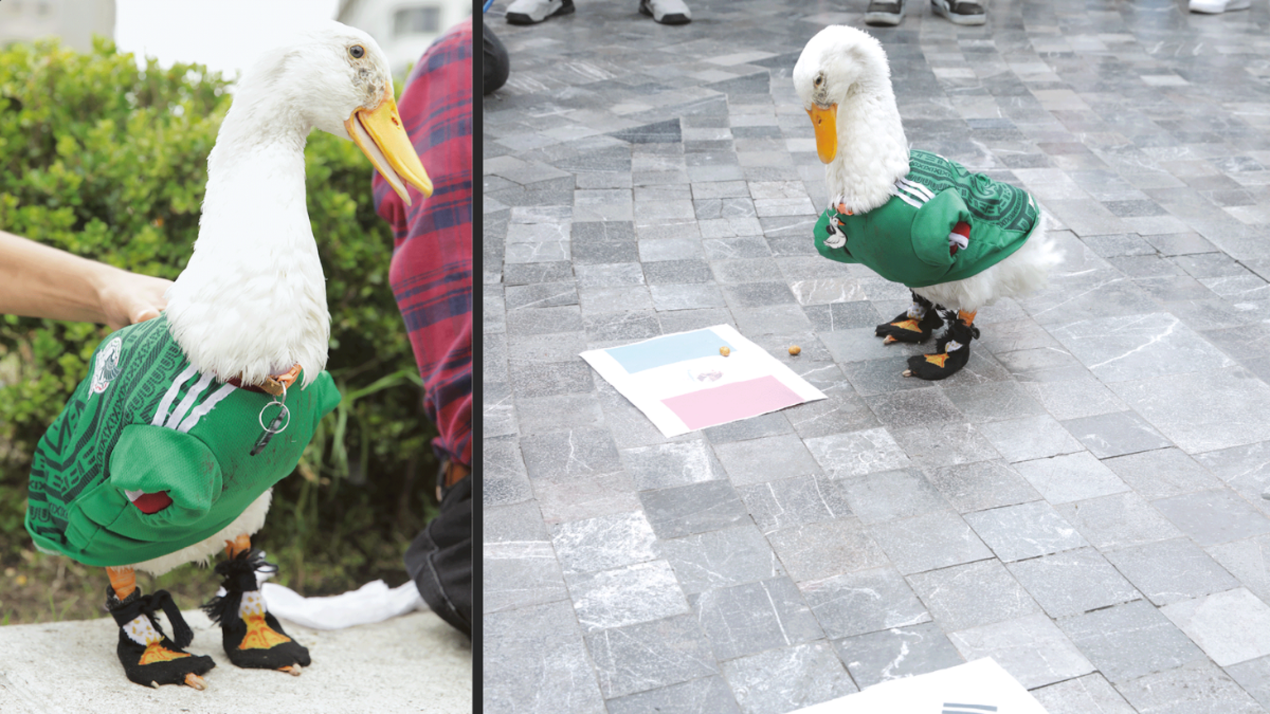 Karla Gómez, dueña de Merlín, el ‘patito mundialista’, habla sobre cómo es la vida del animalito