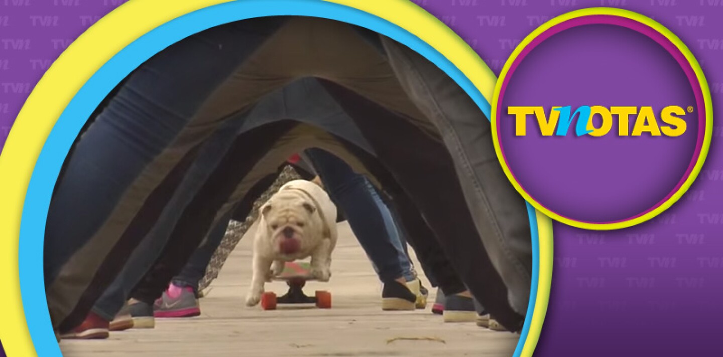 Bulldog en su patineta ¡ganó récord Guinness!