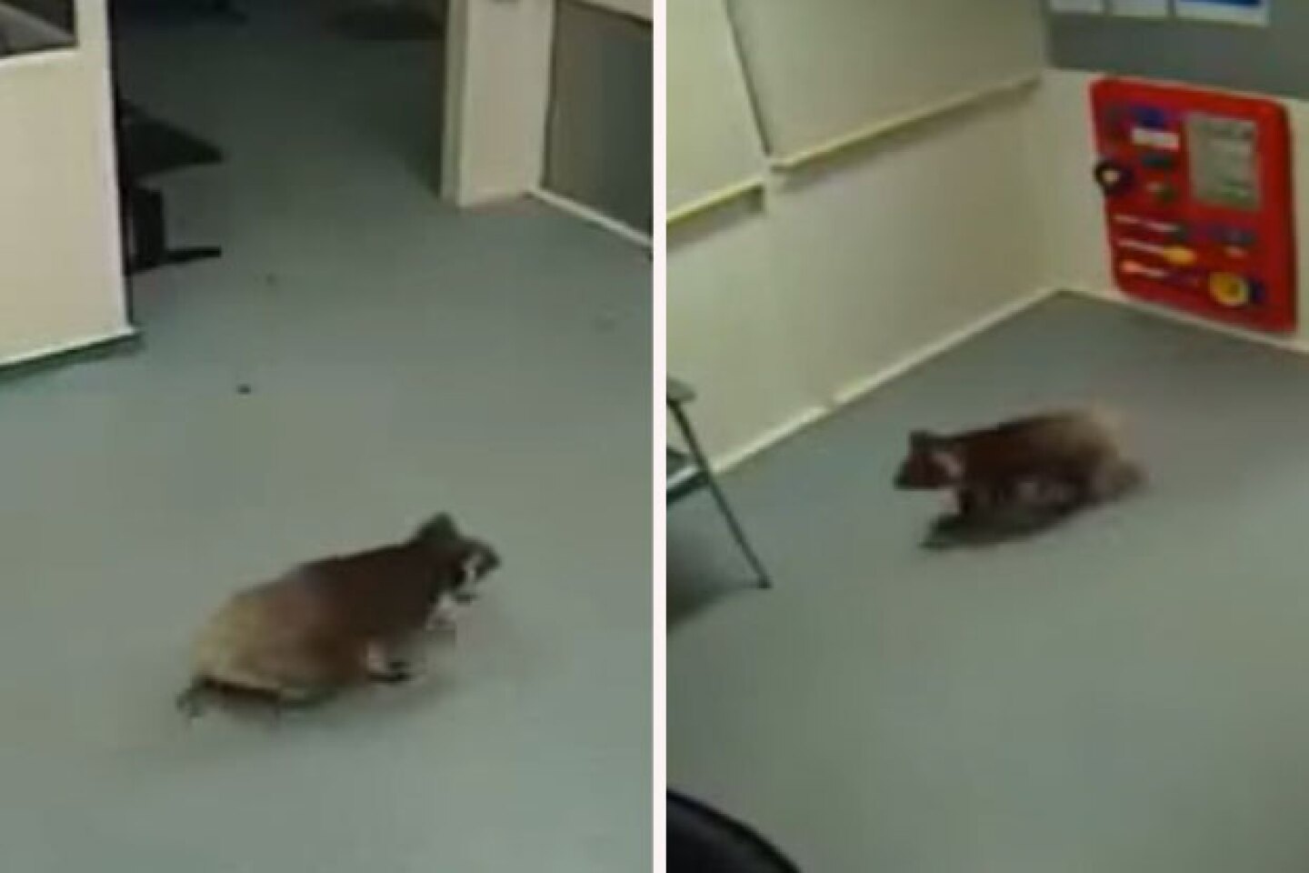 Koala entró a la sala de espera sin problemas.